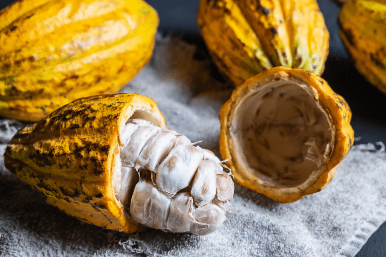 Can you eat Cocoa Fruit and Beans Raw?