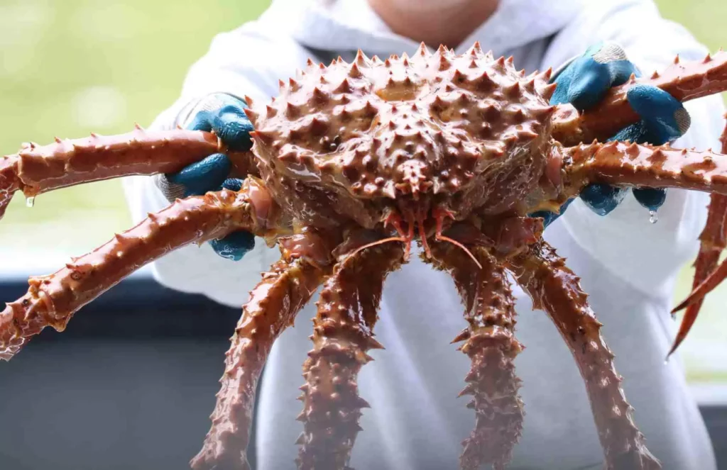 Troll Crab: Comparison, Identification, Taste, and Cooking Method